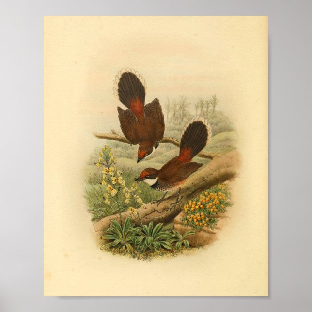 Fantail Flycatcher Bird Vintage Print (Front)