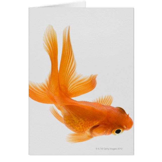 Fantail goldfish (Carassius auratus) 2 (Front)