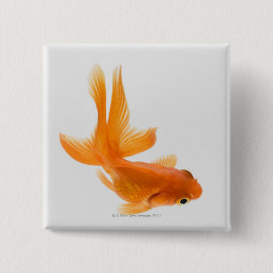 Fantail goldfish (Carassius auratus) 2 15 Cm Square Badge