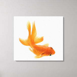 Fantail goldfish (Carassius auratus) 2 Canvas Print