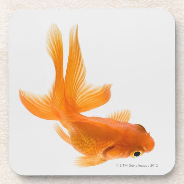Fantail goldfish (Carassius auratus) 2 Coaster (Front)