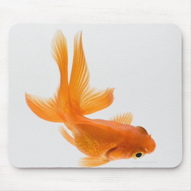 Fantail goldfish (Carassius auratus) 2 Mouse Mat (Front)