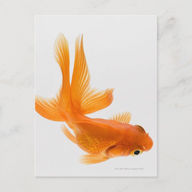Fantail goldfish (Carassius auratus) 2 Postcard (Front)