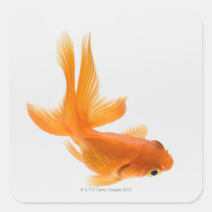Fantail goldfish (Carassius auratus) 2 Square Sticker