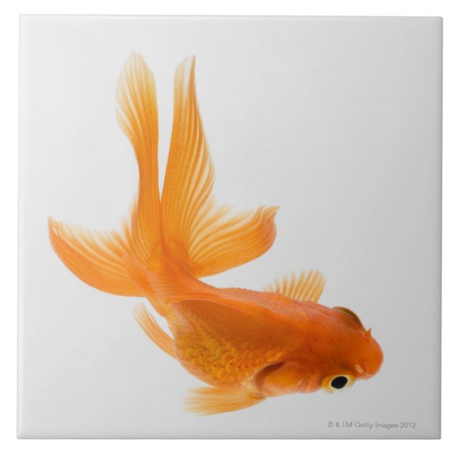 Fantail goldfish (Carassius auratus) 2 Tile (Front)