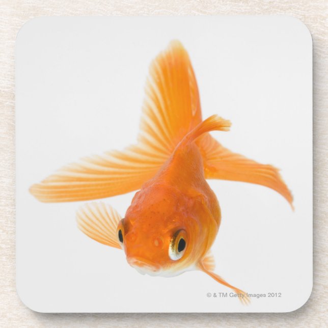 Fantail goldfish (Carassius auratus) Coaster (Front)