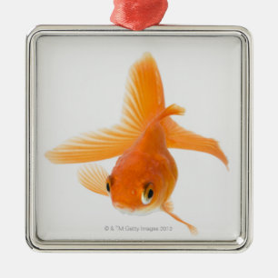 Fantail goldfish (Carassius auratus) Metal Tree Decoration