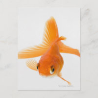 Fantail goldfish (Carassius auratus)