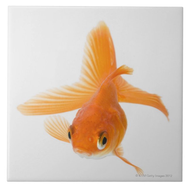 Fantail goldfish (Carassius auratus) Tile (Front)