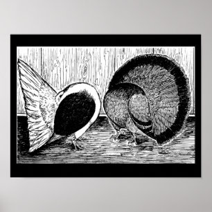 Fantail Pair Poster