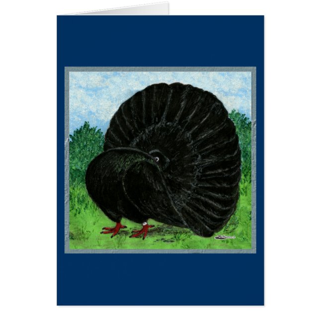 Fantail Pigeon Black (Front)
