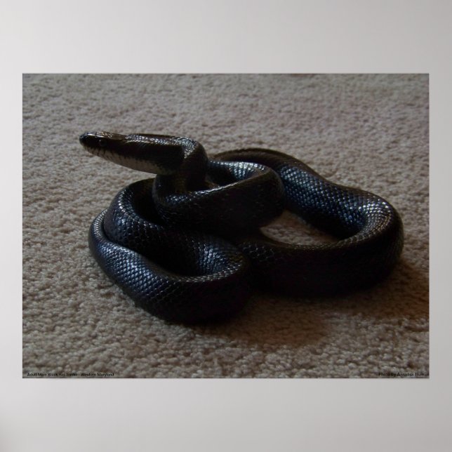 Fantastic Black Snake Awesome Reptile Poster (Front)