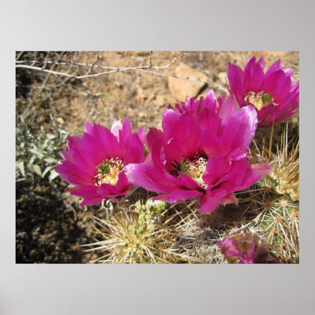 Fantastic Fuschia (3) Poster (Front)