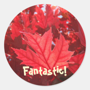 Fantastic Red Autumn Leaf stickers Leaves Nature