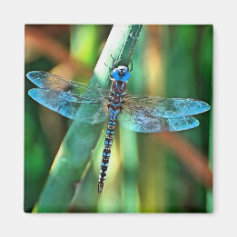 Fantasy Dragonfly In Turquoise and Black Magnet