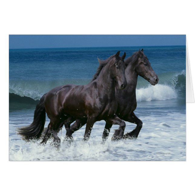 Fantasy Horses: Friesians & Sea (Front Horizontal)