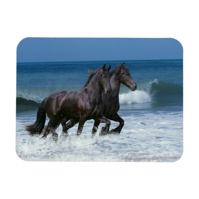 Fantasy Horses: Friesians & Sea Magnet (Horizontal)