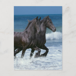 Fantasy Horses: Friesians & Sea Postcard