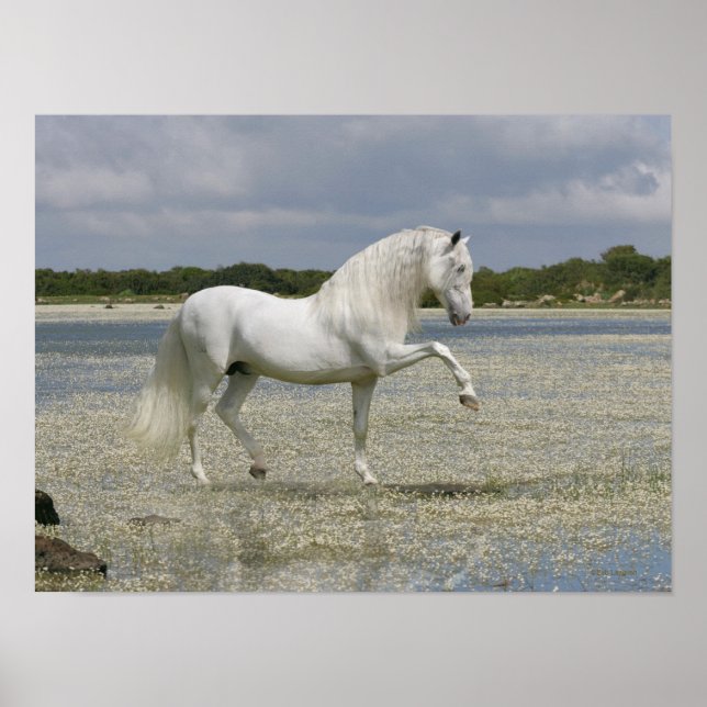 Fantasy Horses: Lord of the Lake Poster (Front)
