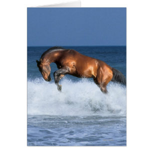 Fantasy Horses: Selle Francais & Sea