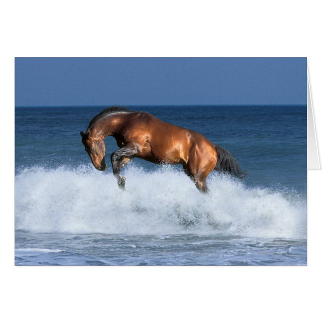 Fantasy Horses: Selle Francais & Sea (Front Horizontal)