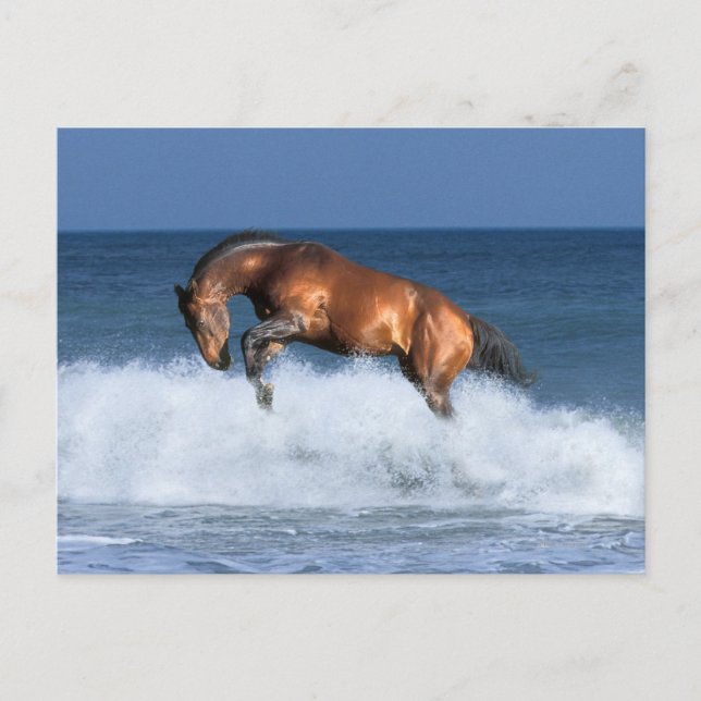 Fantasy Horses: Selle Francais & Sea Postcard (Front)