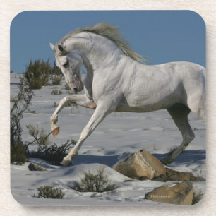 Fantasy Horses: Snow King Coaster