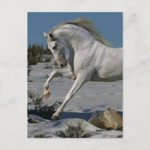 Fantasy Horses: Snow King Postcard