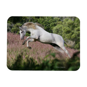 Fantasy Horses: Spring Gallop Magnet