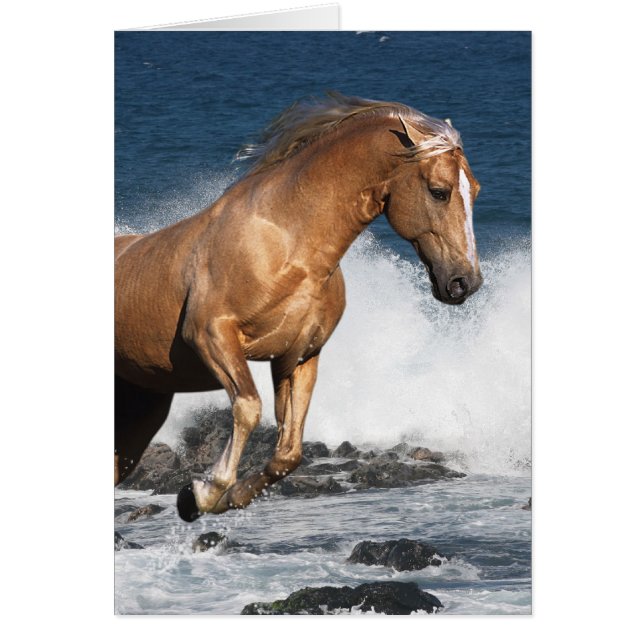 Fantasy Horses: Summer Splash (Front)