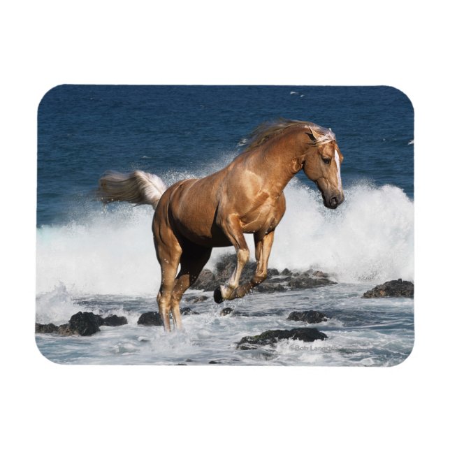 Fantasy Horses: Summer Splash Magnet (Horizontal)