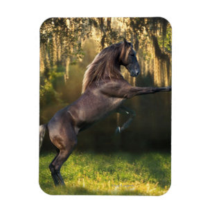Fantasy Horses: Warrior Prince Magnet