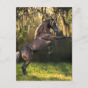 Fantasy Horses: Warrior Prince Postcard
