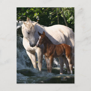 Fantasy Horses: Waterfall Postcard