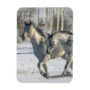 Fantasy Horses: Winter Wonderland Magnet