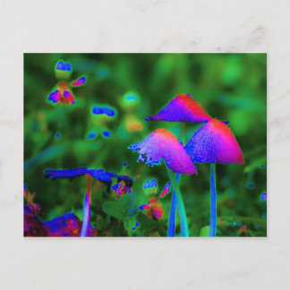 Fantasy Mushrooms Postcard