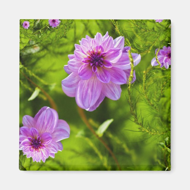 Fantasy Pink Dahlia Magnet (Front)