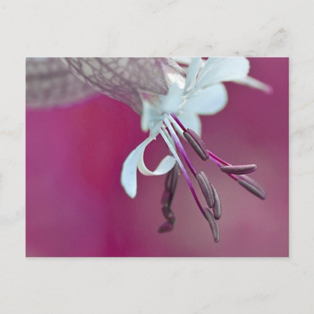 Farbenfroh Postcard (Front)