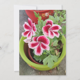 Fareham Pelargonium Flower Flat Card