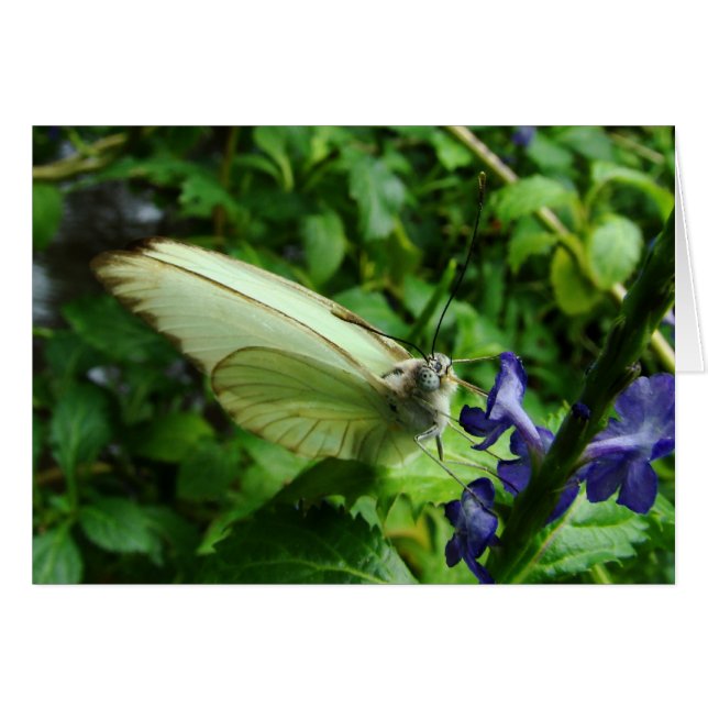 farfalla bianca (Front Horizontal)