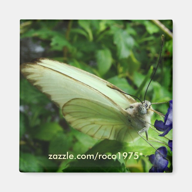 farfalla bianca magnet (Front)