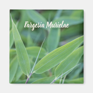 Fargesia murielae Bamboo plant for gardeners gift Magnet