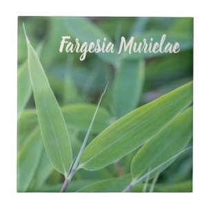 Fargesia murielae Bamboo plant for gardeners gift Tile