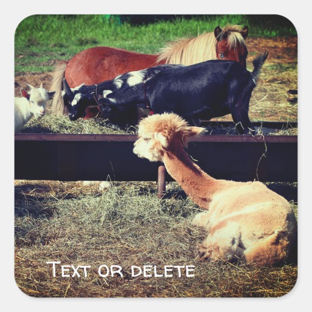 Farm Animal Friends Nature Personalised Square Sticker (Front)