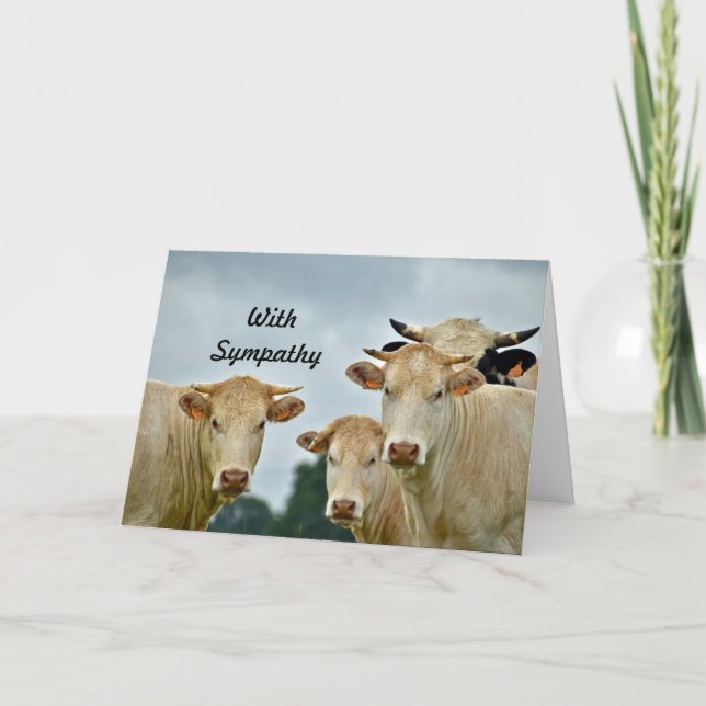 Farm Animal Tan Cows Photo Sympathy Card (Front)