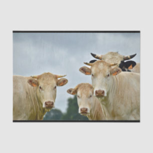 Farm Animal Tan Cows Photo Tissue Paper