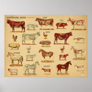 Farm Animals Anatomy Atlas Poster