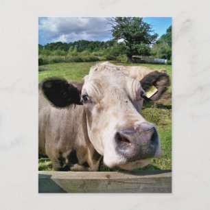 FARM ANIMALS, CUTE COW POSTCARD