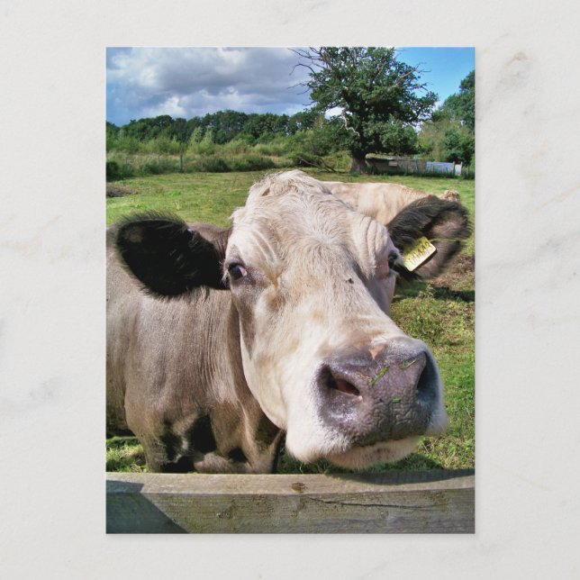 FARM ANIMALS, CUTE COW POSTCARD (Front)
