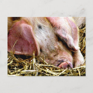 FARM ANIMALS, PIGS POSTCARD